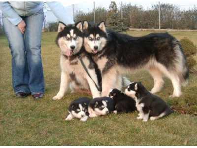 Husky welpen preis 199 euro