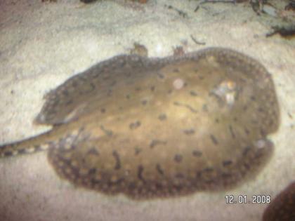 Potamotrygon Yepezi