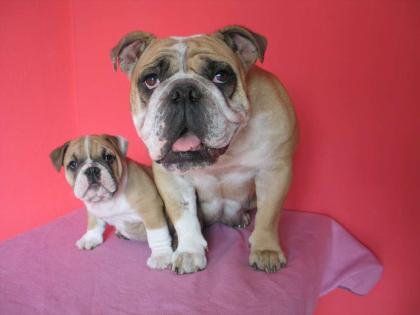 WURFPLANUNG -ENGLISCHE BULLDOGGE-