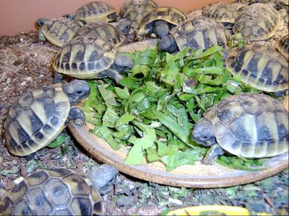 Griechische Landschildkröten