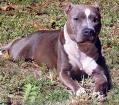 SUCHE: Pittbull welpen !!!