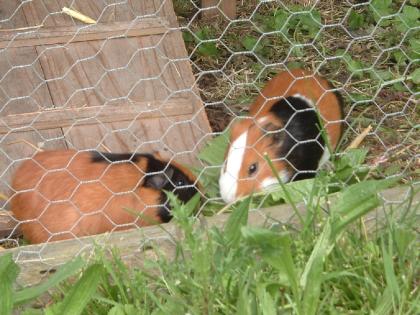 Biete 2 Meerschweinchen Liberty und Moritz