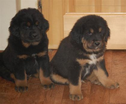 Tibetan Mastiff welpen