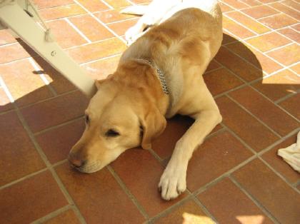 Labrador Rüde sucht Weibchen zum Liebe machen ;-)