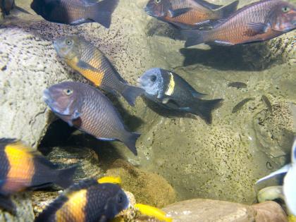 22 Tropheus zu verkaufen, 8 Chimba,5 Bemba, 9 Duboisi Maswa