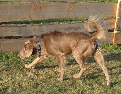 Langhaar Weimaraner Rüde