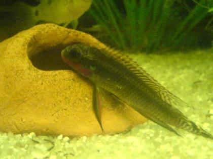 Suche ein Roten PrachtbuntbarschPelvicachromis taenitus nigeria red