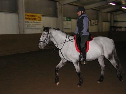 Deutsches Reitpony Schimmel 1,50m