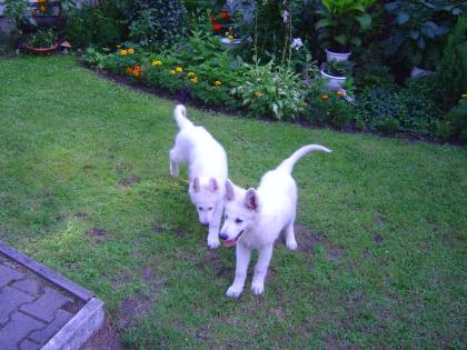 Weisse Schweizer Schäferhunde