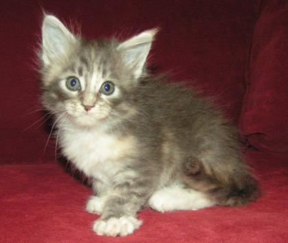 Wunderschöne, bunte Maine Coon Kitten zu verkaufen