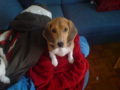 Beagle Hündin (Welpe)