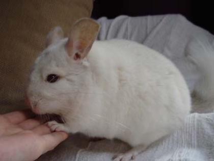 Liebe Rose chinchilla weibchen