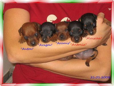 Zwergpinscher-Welpen
