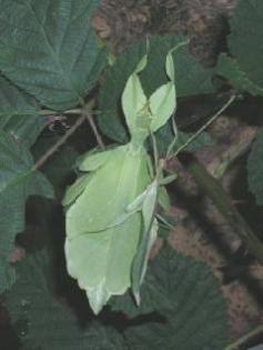 Phyllium siccifolium, Wandelndes Blatt eier