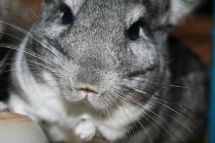 3 Chinchilla mit Zubehör