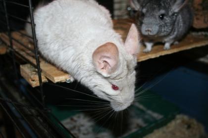 2 Chinchilla mit Zubehör