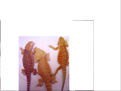 Pogona Vitticeps NZ Farbzuchten Red-Orange