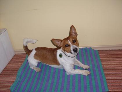 Jack-Russell Rüde Rudi sucht Freundin!!!!!!!!!!!!!!!!!!!