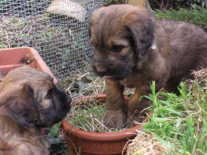 Fauve Briardwelpen, ideale Familienhunde, haaren nicht