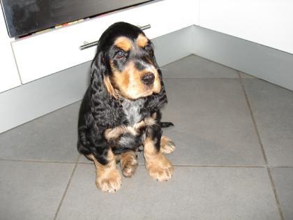 English Cocker Spaniel Welpe zu verkaufen