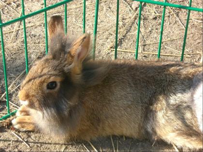 Verkaufe aus Hobbyzucht Cuys und Zwergkaninchen