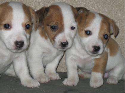 Jack russell terrier welpen