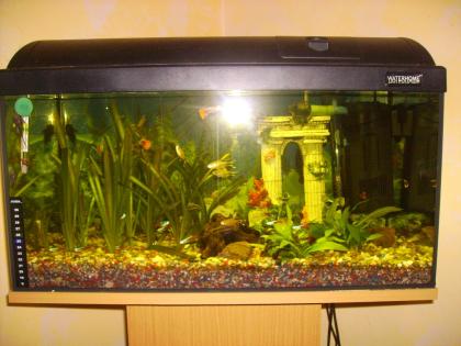 Aquarium mit Zubehör 60L.