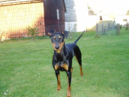 Deutsche Pinscher Welpen