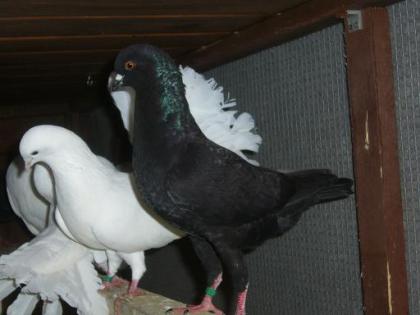 1.1MODENESER-SCHIETTI TAUBE SCHWARZ