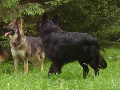 Schwarze und graue Altdeutsche Schäferhundwelpen