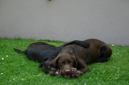 Hundebetreuung in der Familie - Bonn