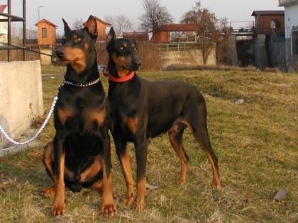 Dobermannwelpen