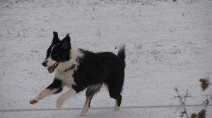 Biete reinrassigen Border Collie Deckrüden O.Papiere