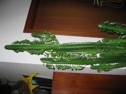 Euphorbia Trigona - Dreikantige Wolfsmilch