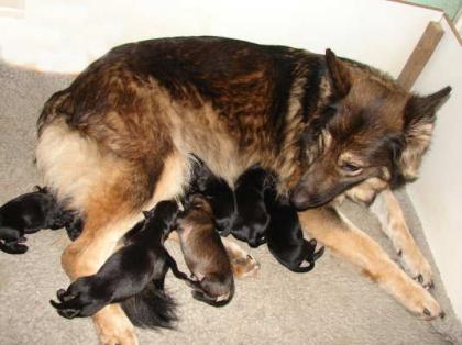 Altdeutsche Schäferhundwelpen, schwarz, schwarz-braun und grau