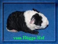 Süße Schweinchen aus Hobbyzucht