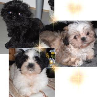 Shih tzu klein und lieb