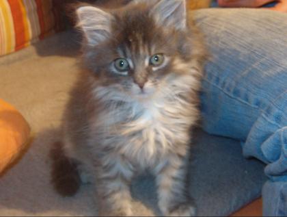 6 Maine Coon Katzen Kinder