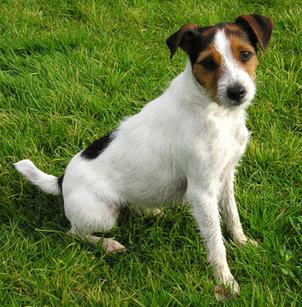 Suche Jack Russel Terrier