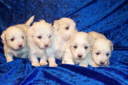 Coton de tulear Welpen suchen ein neues Zuhause