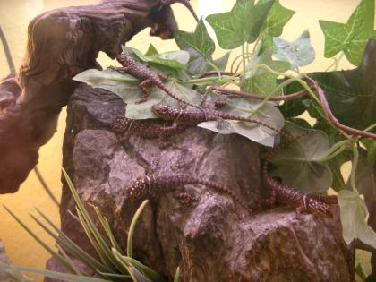 Blaue Stachelleguane  Sceloporus cyanogenys
