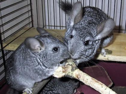 2 Chinchillas