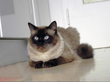 Ragdoll Deckkater