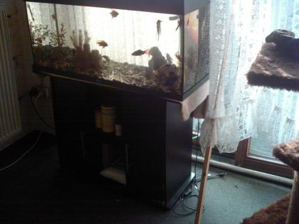Komplettaquarium zu verschenken
