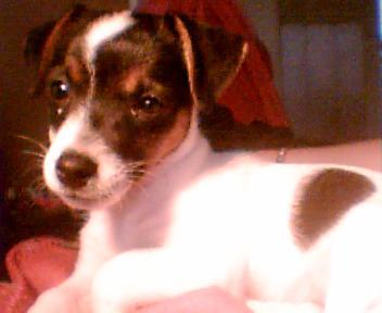 Jack russel