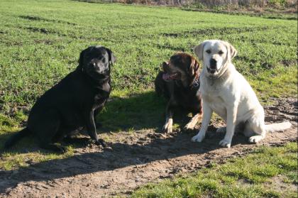 Labrador Welpen in allen Farben