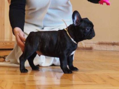 Französische Bulldoggen Welpen zu verkaufen