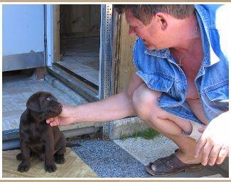 Labrador-Retriever schokobraun Welpen.Von derAsbacher Rasselbande.