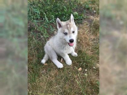 Reinrassige Siberian Husky Welpen