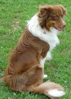 Australian Shepherd Deckrüde